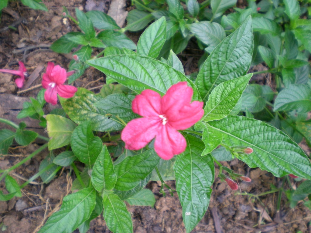 ruellia-eflora-of-india